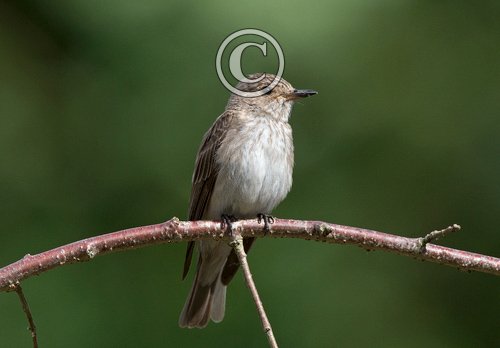 Spotted Flycatcher DM1816
